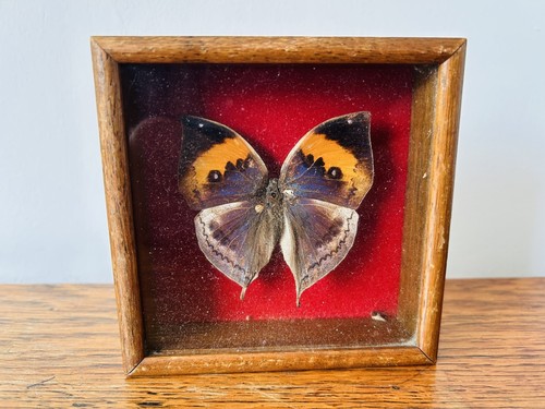 Vintage decorative butterfly - vintage,