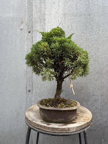 Imported japanese sargentii - japanese,