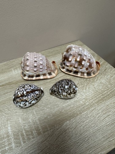 Large tiger shells 2 cameo - tiger,