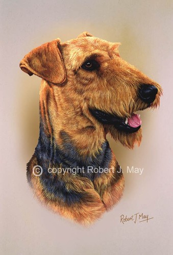 Airedale terrier print - print, by