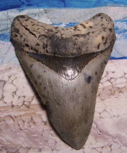Megalodon shark tooth 4 - megalodon, 1/4"