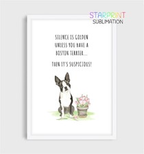 Boston Terrier Picture