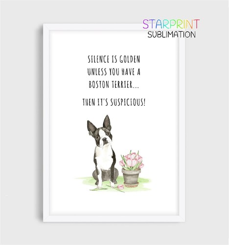 Boston terrier picture - boston,