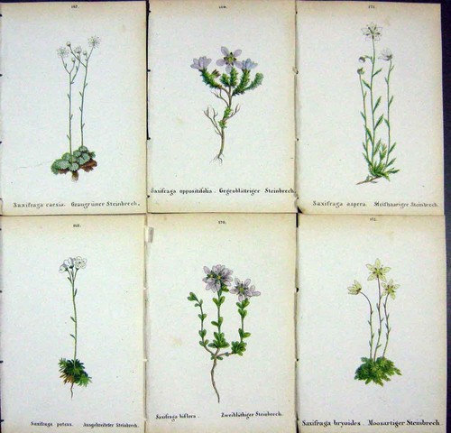 Oldalpine plants saxifraga - oldalpine,