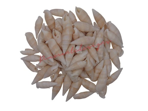 Cerethium vertagus natural - cerethium,