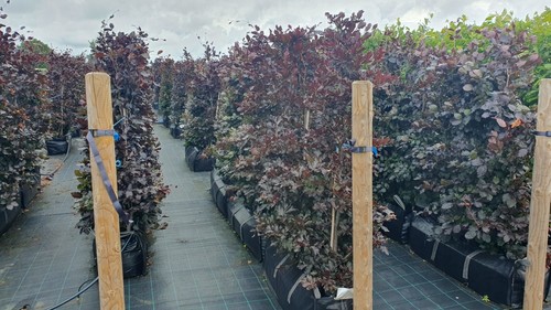 Purple beech instant hedge - instant,