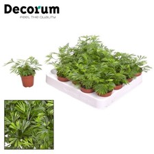 T&M Eyelash Fern Actiniopteris australis Terrarium 5.5cm Potted Plants