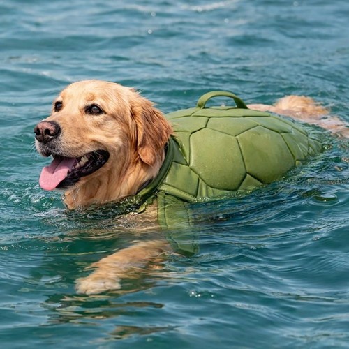Dog life jacket - dog, safety