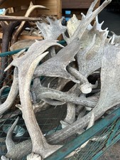 Natural Fallow Deer Antlers