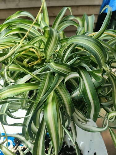 Spider plant bonnie curly - ,