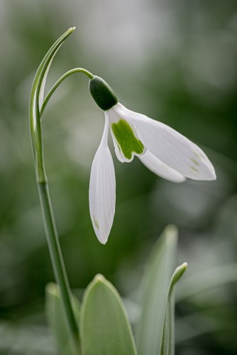 Galanthus elwesii