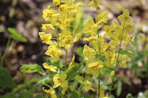 Epimedium perralchium