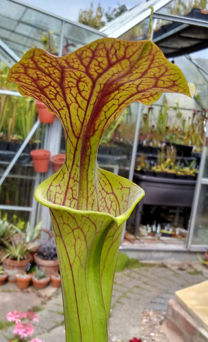 Sarracenia flava - v,