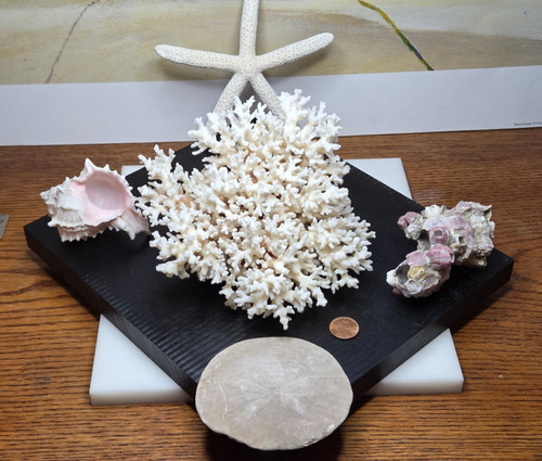 Vtg lot seashell dollar - lot, of