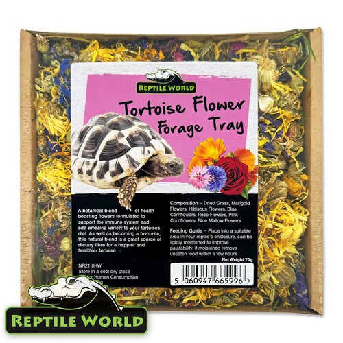 Reptile world tortoise - reptile,