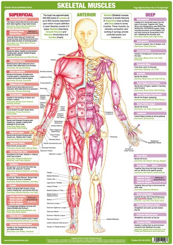Muscle anatomy poster anterior - muscle,