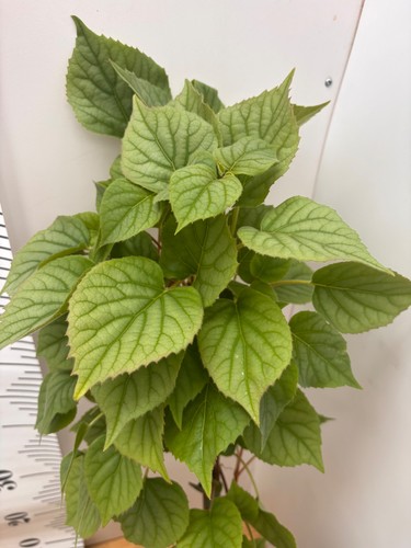 Climbing hydrangea moonlight - climbing,