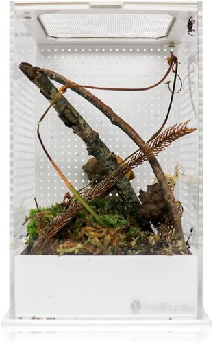 Swell reptiles mantis display - swell,