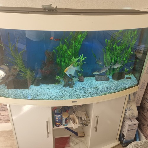 Juwel large fish tank with - fish,