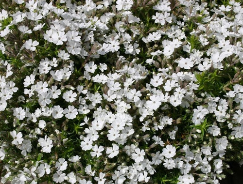 Alpine phlox subulata plant - alpine,