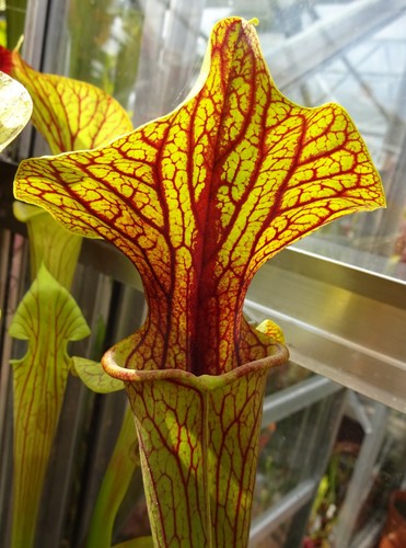 Sarracenia flava ornata - flava, v.