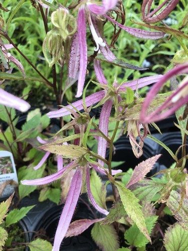 Campanula pink octopus - pink,
