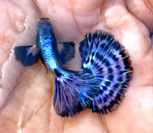 Trio live aquarium guppy - trio,