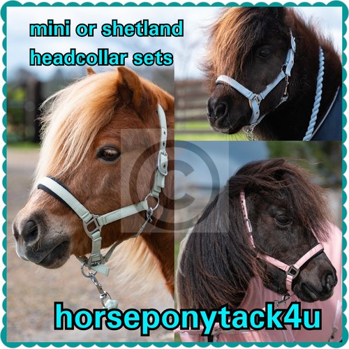 New small miniature horse - in,