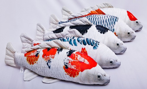 Koi carp tancho shusui - carp, asagi