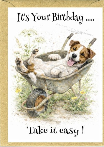 Jack russell terrier dog - russell,