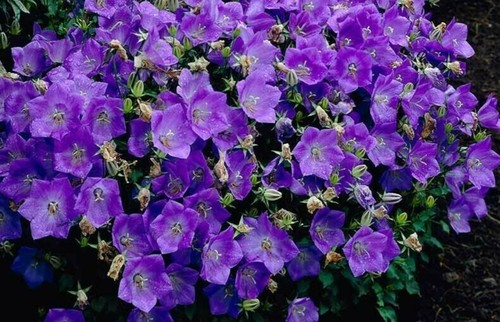 5000 seeds campanula carpatica - 5000,