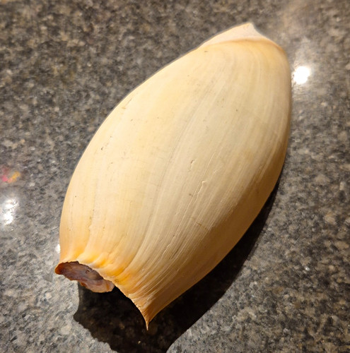 Natural unpolished seashell - natural,