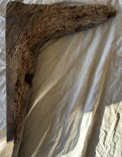 Reclaimed oak ships knee - reclaimed,