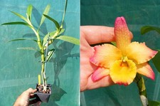 Dendrobium Oriental Smile, Orchid, Orchid