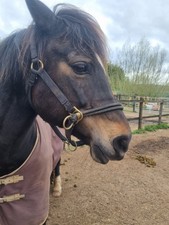 Monty Roberts Dually