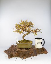 Chinese Elm Bonsai – Elegant Indoor/Outdoor Easy-Care Tree Gift