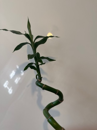 Twisted lucky bamboo - twisted,