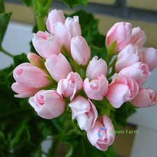 10 Seeds Geranium Pelargonium