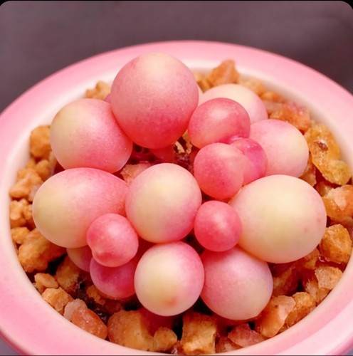 10x japanese pink pearl - japanese,