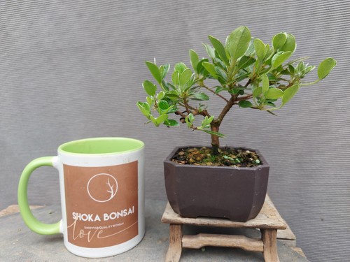 Mini bonsai flowering satsuki - bonsai,