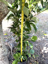 GRAFTED ORO NEGRO AVOCADO