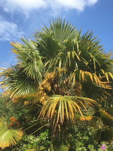 Palm trees for sale - trees,