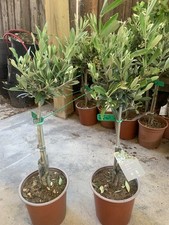 Olive Tree  out door Plant