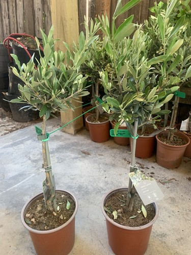 Olive tree out - tree,