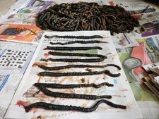 Large Frozen Welsh Black