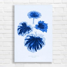 Botanical Illustration