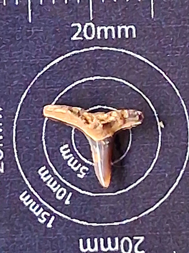 Squatina prima angel - squatina, shark