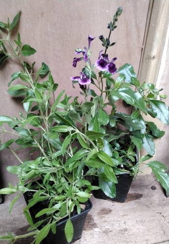 Salvia plants oriental - 2, x