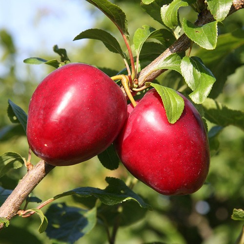 Plum mirabelle nancy 5l - plum,