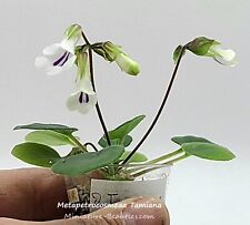 Metapetrocosmea Tamiana